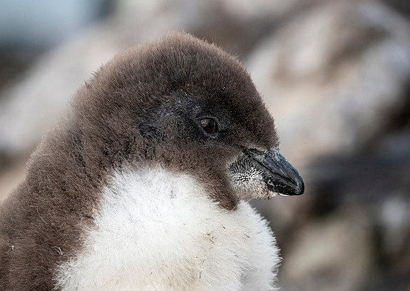 Rockhopper Penguin