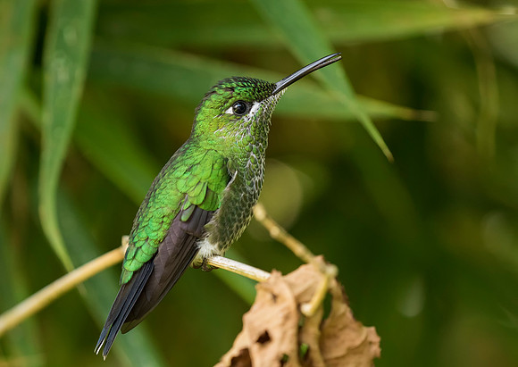 Green Crowned Brilliant