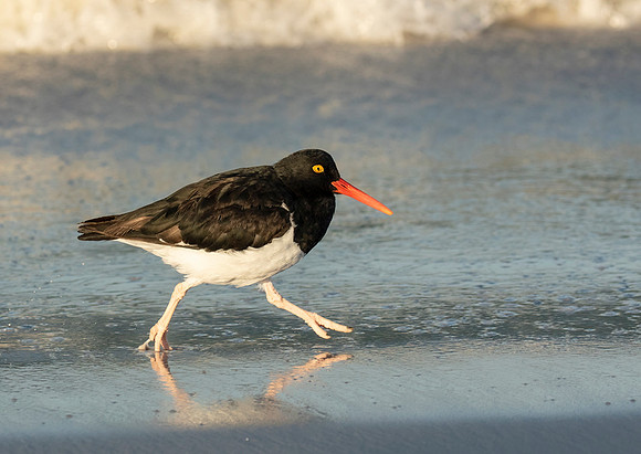 Magellanic Oystercatcher