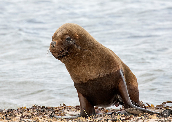 Southern Sea Lion