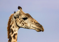 Masai Giraffe
