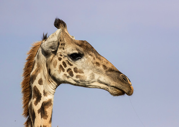Masai Giraffe