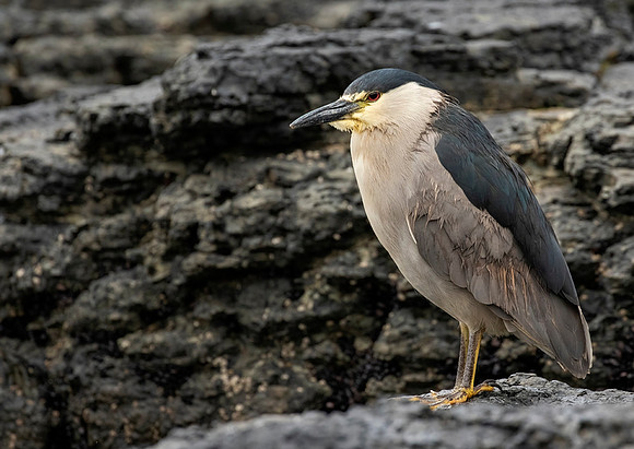 Black-Crowned Night-Heron