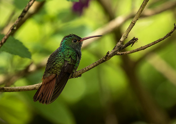 Rufous Tailed Hummingbird