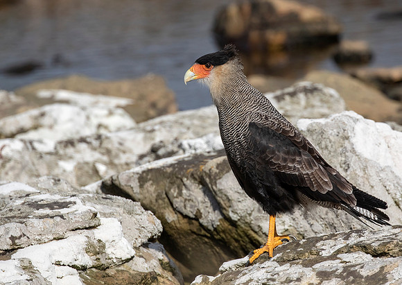 Crested Caracara