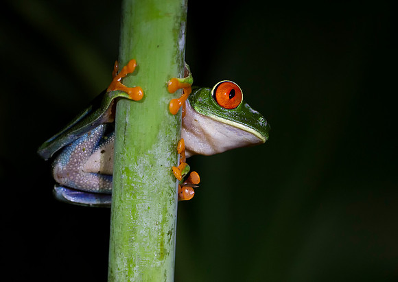 Red Eyed Tree Frog