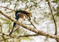 Amazon Kingfisher