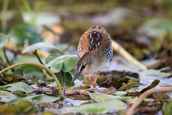 Yellow Breasted Crake