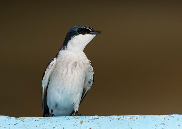 Mangrove Swallow