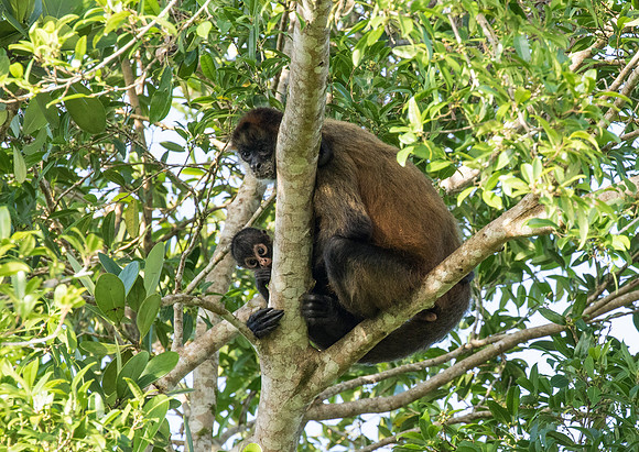 Central American Spider Monkey