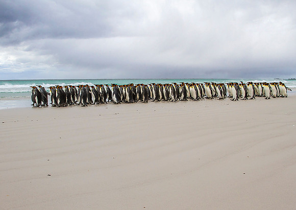 King Penguins
