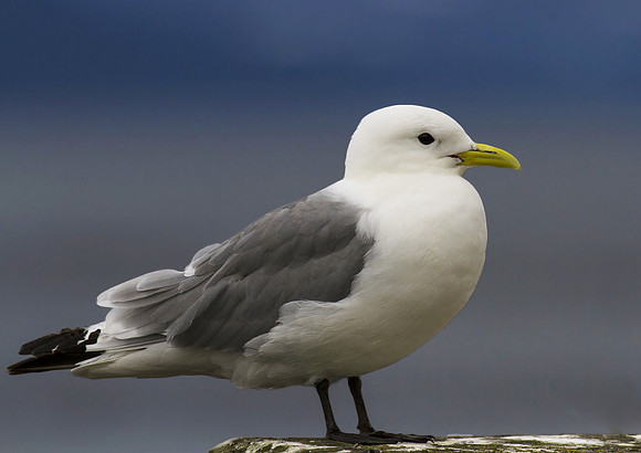 Kittiwake
