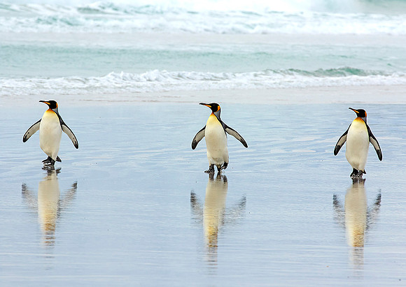 King Penguins