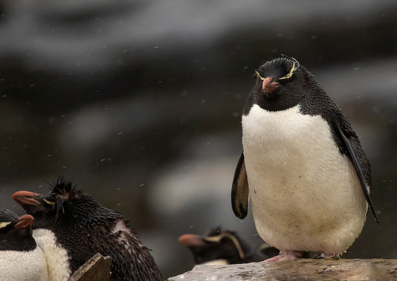 Rockhopper Penguin