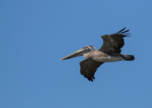 Brown Pelican
