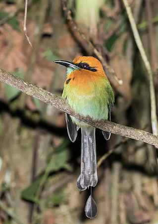 Broad Billed Motmot