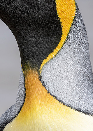 King Penguin