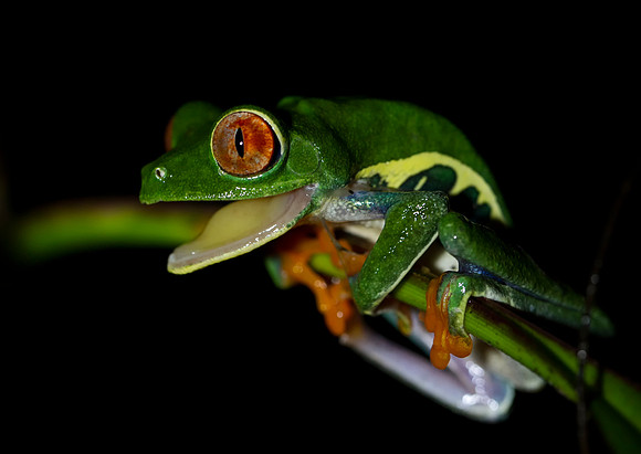 Red Eyed Tree Frog