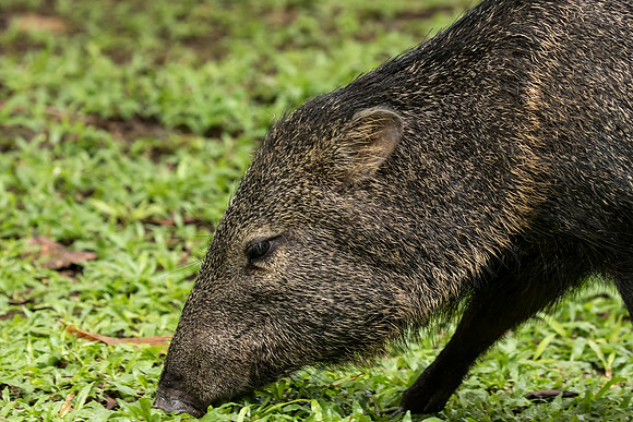 Collared Peccary