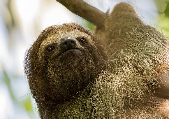 3 Toed Sloth