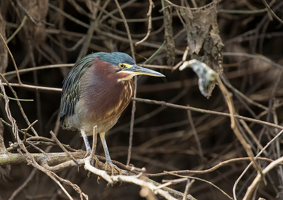 Green Heron