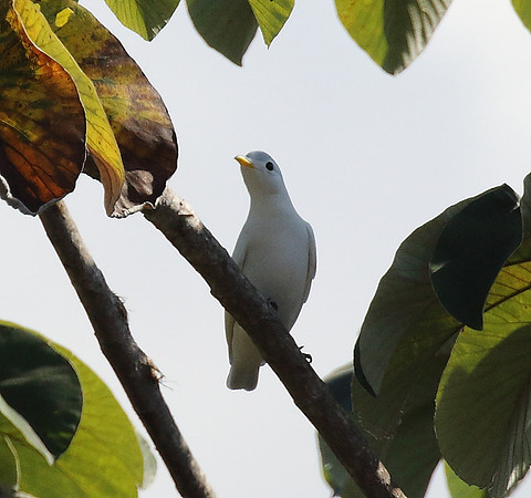 Yellow Billed Cotinga